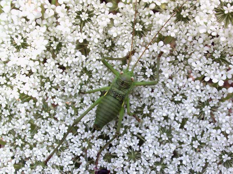 Giovane Uromenus (Bolivarius) brevicollis insularis